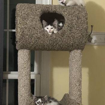 Ivan -  Domestic Medium Hair Cat for Adoption in Carmel, Indiana - Ivan | PetCurious