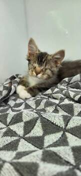 CODY -  Domestic Short Hair Cat for Adoption in Delson, Quebec - CODY | PetCurious