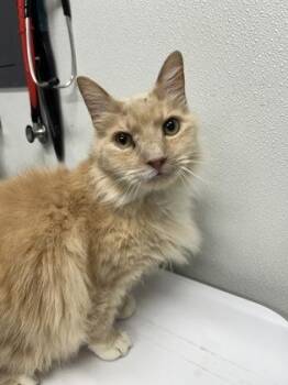 Domestic Medium Hair and Domestic Short Hair Cats Available for Adoption in West Chester, Pennsylvania - Fluffs FKA Hobbs | PetCurious