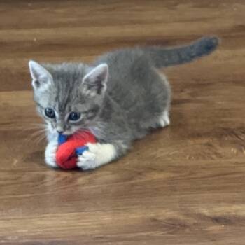 Domestic Short Hair Cats Available for Adoption in Phoenix, Arizona - Queen Frostine | PetCurious