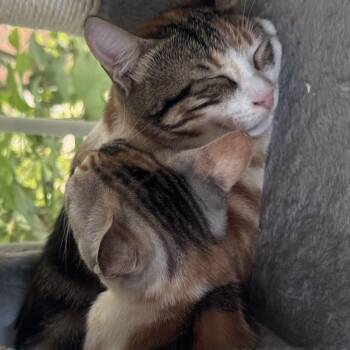 Bella & Kaitie Sweetest pair -  Calico Cat for Adoption in Brampton, Ontario - Bella & Kaitie Sweetest Pair | PetCurious