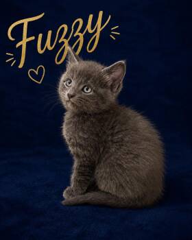 Fuzzy -  Domestic Medium Hair Cat for Adoption in Sisseton, South Dakota - Fuzzy | PetCurious