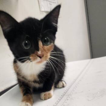 Snuggy Buggie -  Domestic Medium Hair Cat for Adoption in Charleston, West Virginia - Snuggy Buggie | PetCurious