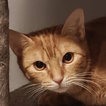 Rescue Domestic Short Hair Cats for Adoption in Oakville, Ontario - Cheddar | PetCurious