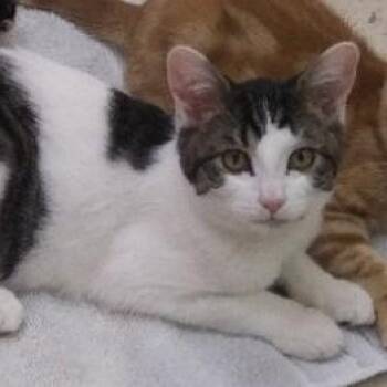 Bramble -  Domestic Short Hair Cat for Adoption in Libby, Montana - Bramble | PetCurious