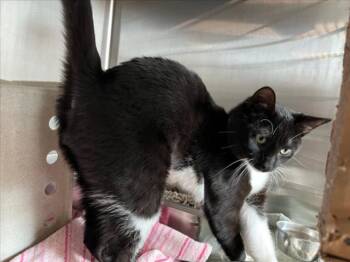 Domestic Short Hair Cats Available for Adoption - BOOTS | PetCurious