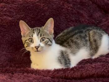 Domestic Short Hair Cats Available for Adoption - Hallie | PetCurious