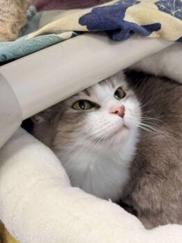 Rescue Domestic Short Hair Cats for Adoption in Gwinn, Michigan - Willow | PetCurious
