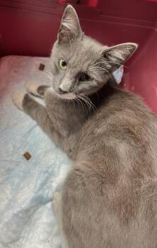 Rescue Domestic Short Hair Cats for Adoption in Bloomfield, New Jersey - Cissy | PetCurious