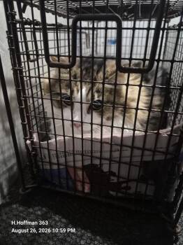 A823301 -  Domestic Long Hair Cat for Adoption in San Antonio, Texas - A823301 | PetCurious
