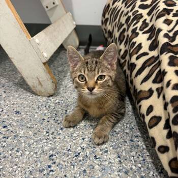 Cody -  American Shorthair Cat for Adoption in Bethel, Connecticut - Cody | PetCurious