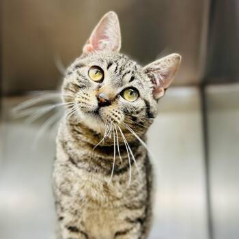 Jumanji -  Domestic Short Hair Cat for Adoption in Jackson Township, New Jersey - Jumanji | PetCurious