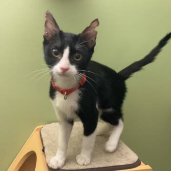Rescue Domestic Short Hair Cats for Adoption in Fairfax Station, Virginia - Trois | PetCurious