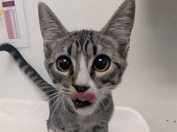 CUSTARD -  Domestic Short Hair Cat for Adoption in Palo Alto, California - CUSTARD | PetCurious