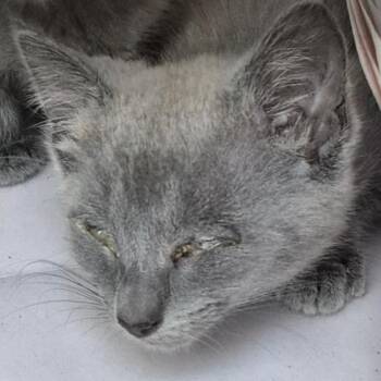 Marley -  Domestic Short Hair Cat for Adoption in San Antonio, Texas - Marley | PetCurious