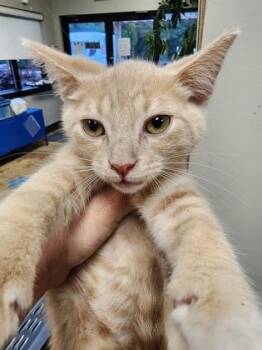 Domestic Short Hair Cats Available for Adoption in Seneca, South Carolina - Joey $75 Special Needs Kitten! | PetCurious