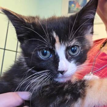 Phoenix -  Domestic Short Hair Cat for Adoption in Bel Air, Maryland - Phoenix | PetCurious