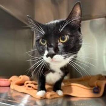 Mitchell -  Domestic Short Hair Cat for Adoption in Cumming, Georgia - Mitchell | PetCurious