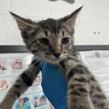 Domestic Short Hair Cats Available for Adoption in Edinburg, Texas - Fleetwood Mac | PetCurious
