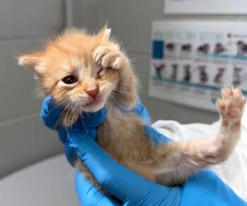Boomlift -  Domestic Short Hair Cat for Adoption in Cincinnati, Ohio - Boomlift | PetCurious