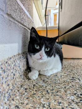 Rescue Domestic Short Hair Cats for Adoption in Frisco, Colorado - PETEY | PetCurious