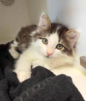Surfer -  Domestic Long Hair Cat for Adoption in Othello, Washington - Surfer | PetCurious