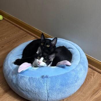Draco C12099 -  American Shorthair Cat for Adoption - Draco C12099 | PetCurious