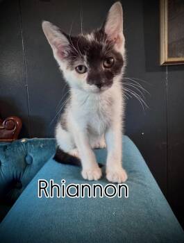 Domestic Short Hair Cats Available for Adoption in Avoca, Pennsylvania - Rhiannon | PetCurious