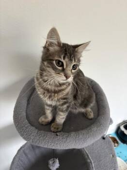 Domestic Long Hair and Tabby Cats Available for Adoption - Solstice | PetCurious