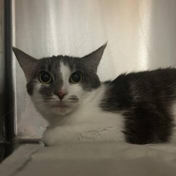 Koala -  Domestic Short Hair Cat for Adoption in Chattanooga, Tennessee - Koala | PetCurious