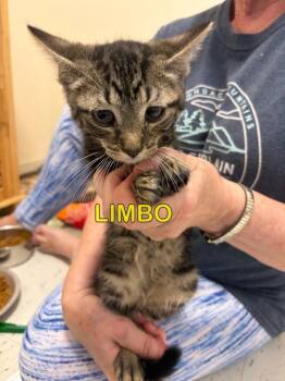 Limbo -  Domestic Short Hair Cat for Adoption in Plattsburgh, New York - Limbo | PetCurious