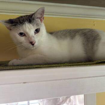 Downy -  Domestic Short Hair Cat for Adoption in Carencro, Louisiana - Downy | PetCurious