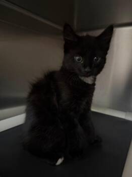 Coconut -  Domestic Short Hair Cat for Adoption in Pomona, New York - Coconut | PetCurious