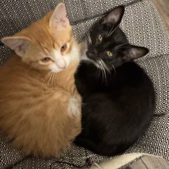 Pepper C12128 -  American Shorthair Cat for Adoption - Pepper C12128 | PetCurious