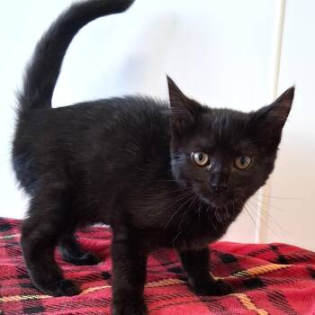 Chickadee -  Domestic Short Hair Cat for Adoption in Belmont, New York - Chickadee | PetCurious