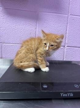 Rescue Domestic Long Hair Cats for Adoption in El Paso, Texas - Whiskash | PetCurious