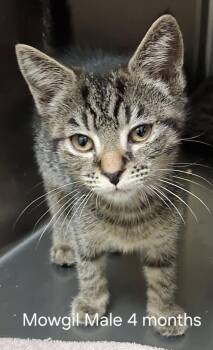 Mowgil -  Domestic Short Hair Cat for Adoption in Amherst, Virginia - Mowgil | PetCurious