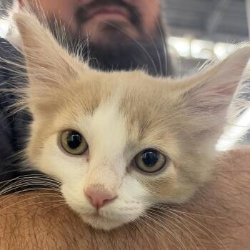 Royce -  Domestic Short Hair Cat for Adoption in Sioux Falls, South Dakota - Royce | PetCurious