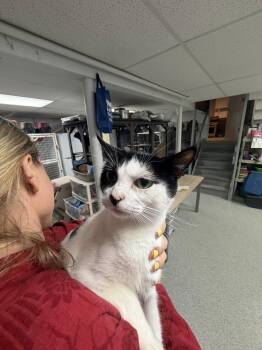 Salta -  Domestic Short Hair Cat for Adoption in Ringwood, New Jersey - Salta | PetCurious