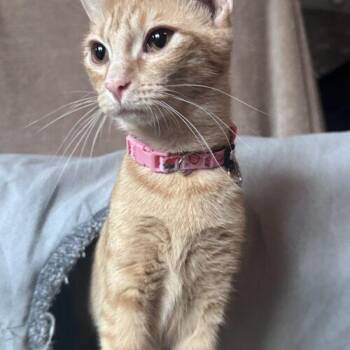 Mango Mama NV -  Domestic Short Hair Cat for Adoption in Tampa, Florida - Mango Mama NV | PetCurious