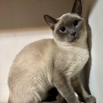 Rescue Siamese and Domestic Short Hair Cats for Adoption in Richmond, Virginia - Sasha Bon Bon | PetCurious
