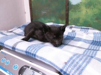 Domestic Short Hair Cats Available for Adoption in Houston, Texas - A2074738 | PetCurious