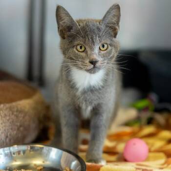 Salmon -  Domestic Short Hair Cat for Adoption - Salmon | PetCurious