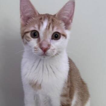 Hopalong Cassidy (In Foster Home) -  Domestic Short Hair and Tabby Cat for Adoption in Orland Hills, Illinois - Hopalong Cassidy (In Foster Home) | PetCurious