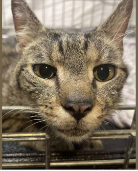 Rescue Domestic Short Hair Cats for Adoption in Lansdowne, Pennsylvania - Nova | PetCurious