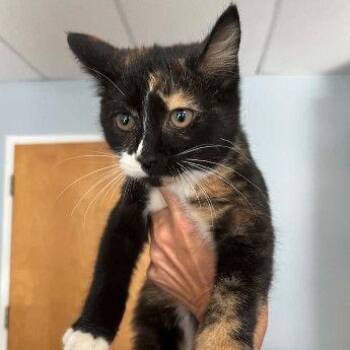 Flora -  Domestic Short Hair Cat for Adoption in Buffalo, Minnesota - Flora | PetCurious