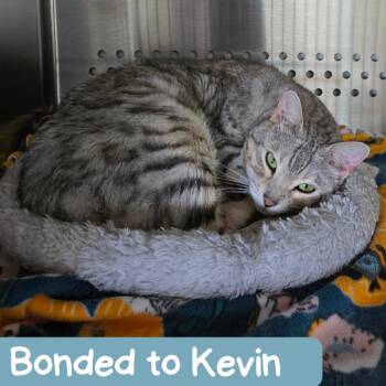 Mia -  Bengal Cat for Adoption in Denver, Colorado - Mia | PetCurious