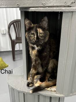 Chai -  Tortoiseshell Cat for Adoption in Big Rapids, Michigan - Chai | PetCurious