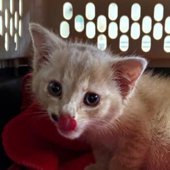 Jeffrey -  Domestic Short Hair Cat for Adoption in Mt. Juliet, Tennessee - Jeffrey | PetCurious