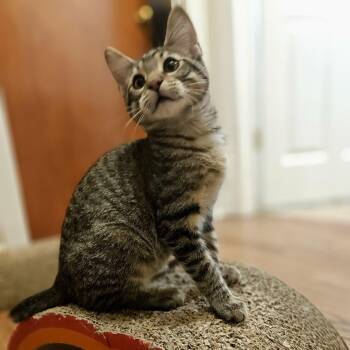 Bobby -  Domestic Short Hair Cat for Adoption in Sedalia, Missouri - Bobby | PetCurious
